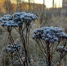 В Ивановской области ожидаются заморозки - 168.Ru